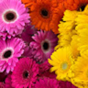 Meet your Posher, Jaclyn